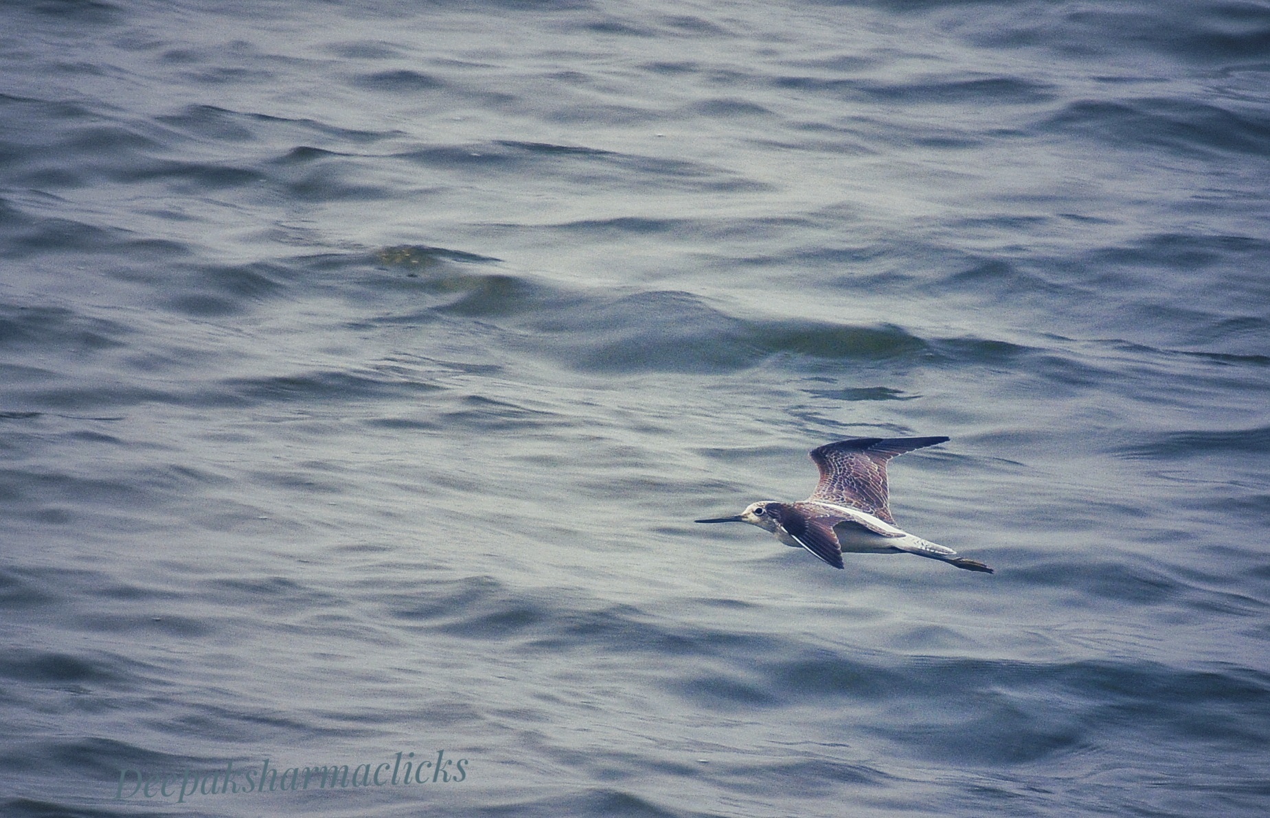 IMG_20181105_184446-01-01