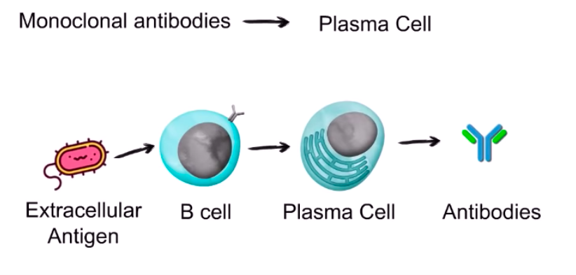 The Cure for Corona- Understanding Monoclonal Antibodies